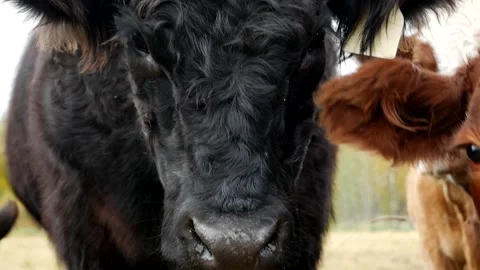 Two Steers Closeup 스톡 동영상 153240416