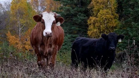 Two Steers Fall Colours 스톡 동영상 153240570