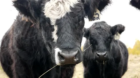 Two steers Stock Footage 153240082