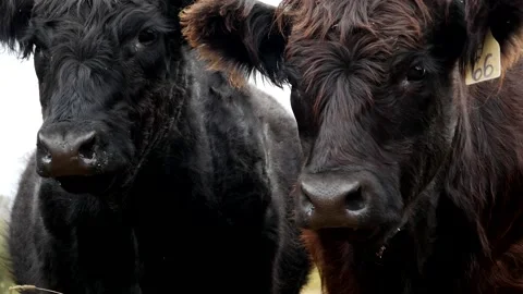 Two Steers Zoom In Stock Footage 153240588