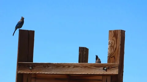 Two Stellar Blue Jays Video stock 39648091