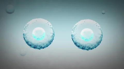 Two Stem Cells Replicate in the Human Body Stock Footage 310479883