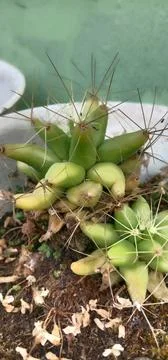 Two-stem mini cards with soft spines Stock Photos