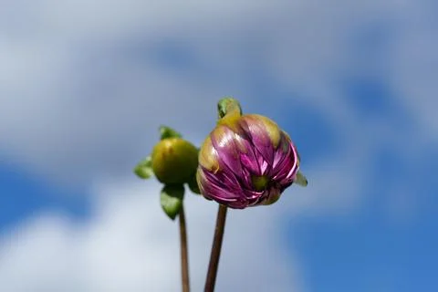 Two stems with dahlia buds. 스톡 사진