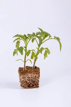Two stems of tomato seedlings on a white background. Healthy seedlings. Stock Photos