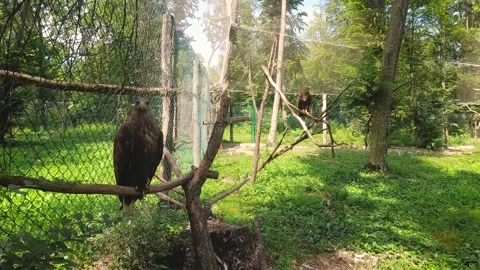 Two steppe eagle birds sitting on a branch in captivity, bird of prey, predator Stock Footage 247554915