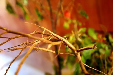 Two Stick Insects Stock Photos