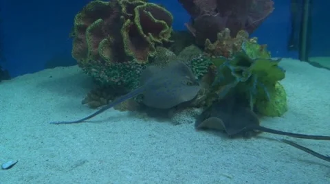 Two Stingray (Dasyatis pastinaca) feeding at bottom of tank Stock Footage 49112337