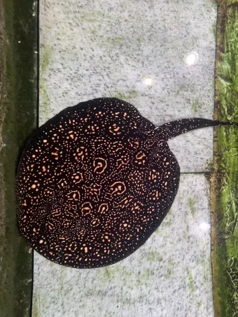 Two stingrays are moving in the pond. Stock Footage 321954653