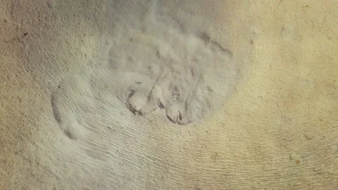 Two stingrays feed on bottom of clear shallow water, aerial top down Stock Footage 201464815