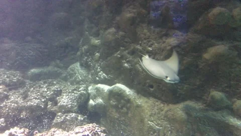 Two Stingrays Gliding Over Reef With Shark Video stock 171438925