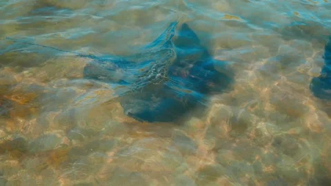 Two Stingrays Meeting Видео 253910237