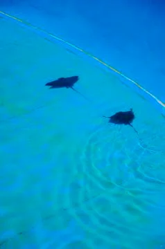 Two stingrays swimming in blue pool Stock Photos