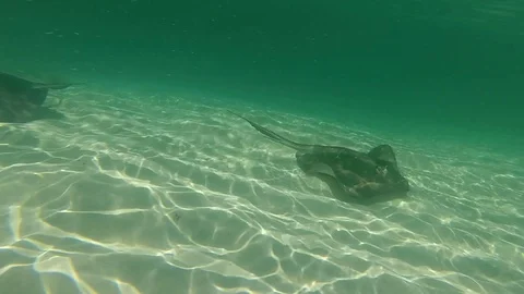 Two Stingrays Swimming Through Clear Water Stock Footage 91233881