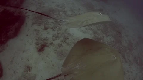 TWO STINGRAYS UNDERWATER IN MALDIVES Stock Footage 304254611