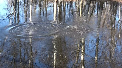 Two stones falling in lake  with tree reflections Stock Footage 74653500