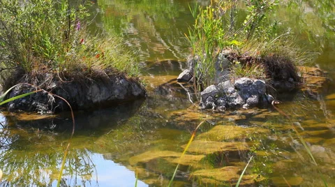 Two stones in the water Stock Footage 65333482
