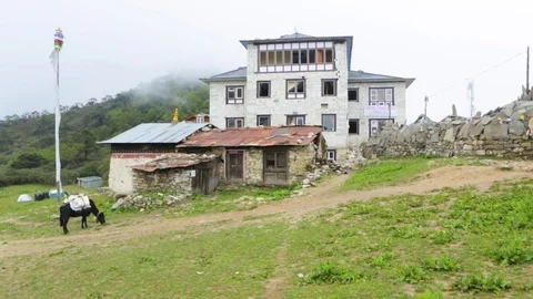 Two storey house and a cow grazing in the foreground Stock Footage 77449667