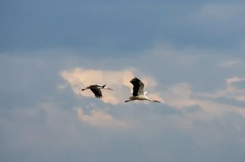 Two stork flying in the sky Stock Photos