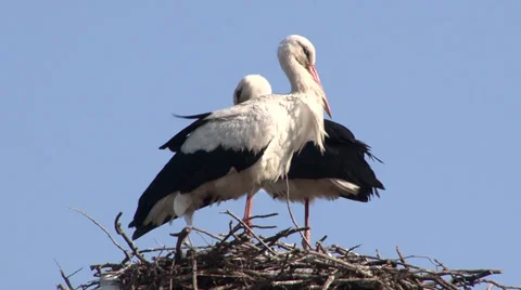 Two stork  in the nest Stock-Footage 36791877