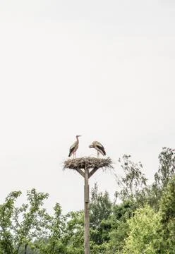Two stork in the nest Foto stock
