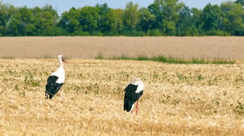 Two stork wheat rye field. Harvest agriculture countryside rural bird 4k video. Stock Footage 67487920