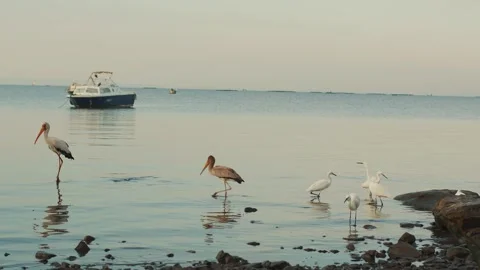 Two storks and flock of white herons hunt for fish in water near rocky shore of Видео 314948497