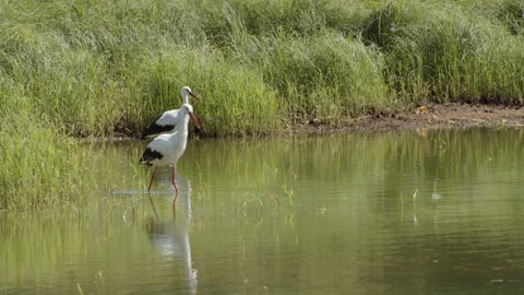 Two storks are resting in the water among the grasses of the water Stock Footage 200826531