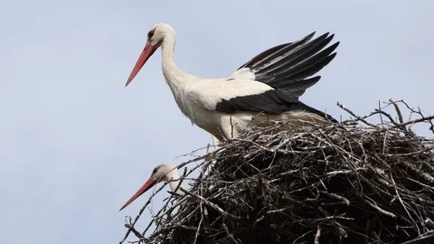 Two storks are sitting in the entourage nest, one of them flies away, close-up. Video stock 117466214