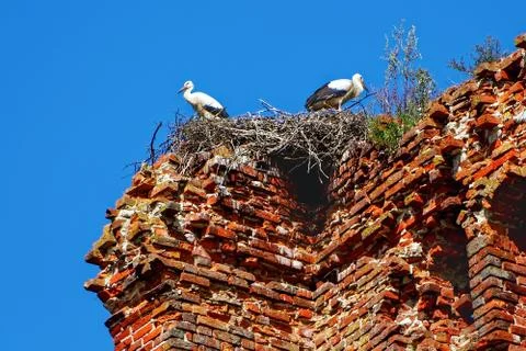Two storks are sitting on their nest. Stock Photos