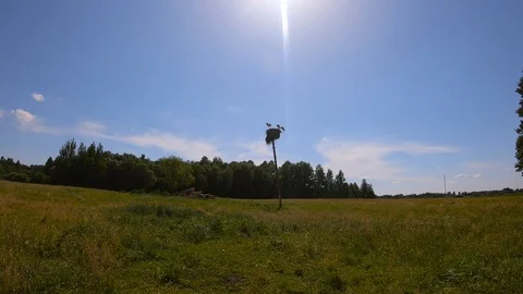 Two storks flies away to different directions. Stock Footage 112347634
