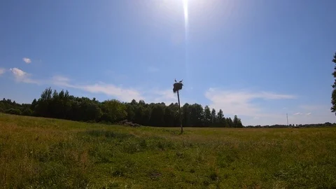 Two storks fly away in different directions. Slow Motion Stock Footage 112347641