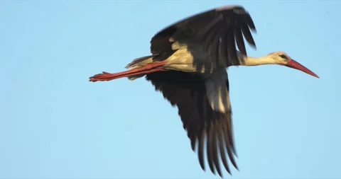 Two storks flying Stock Footage 280688914
