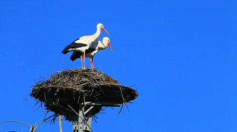 Two storks Stock Footage 452934