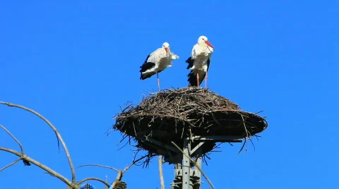 Two storks Stock Footage 452982