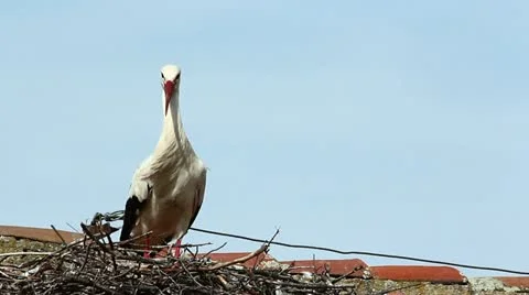 Two Storks 库存影片 22222008