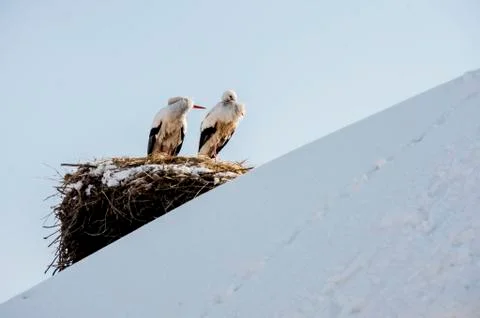 Two storks that have not migrated in winter time Foto stock