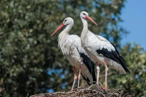 Two storks on a huge nest . Stock Photos