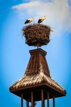 Two storks in its nest Stock Photos