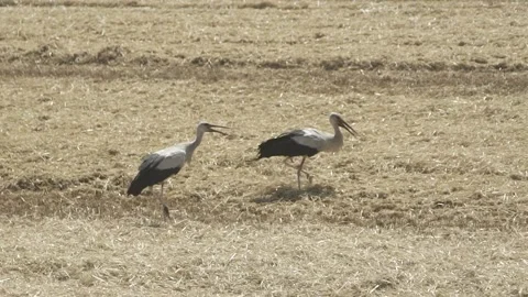 Two storks looking for a meal on a field after harvesting wheat Stock Footage 139649383