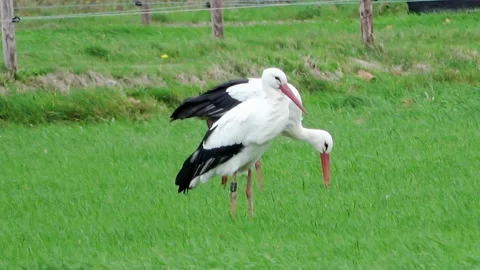 Two storks in the meadow in Holla Stock Footage 221018366