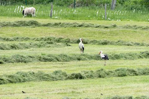 Two storks in a meadow with a sheep in the background Stock Photos