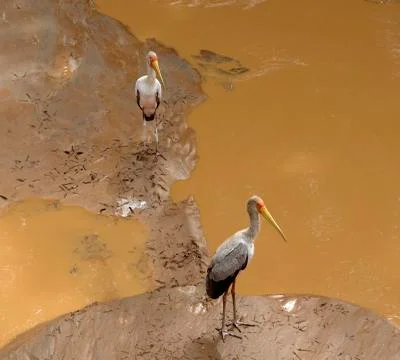 Two storks on muddy ground Stock Photos