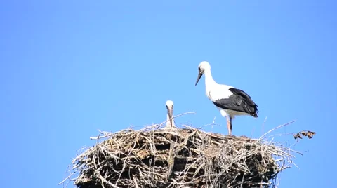 Two storks in nest on background of blue sky Stock Footage 67261413
