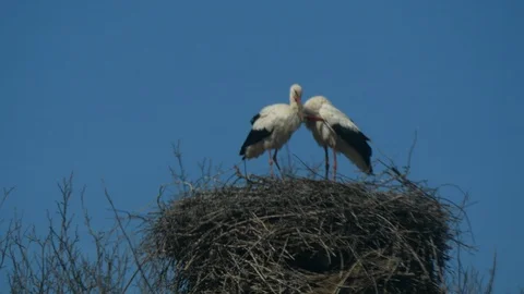 Two storks in nest with blue sky 库存影片 100594078