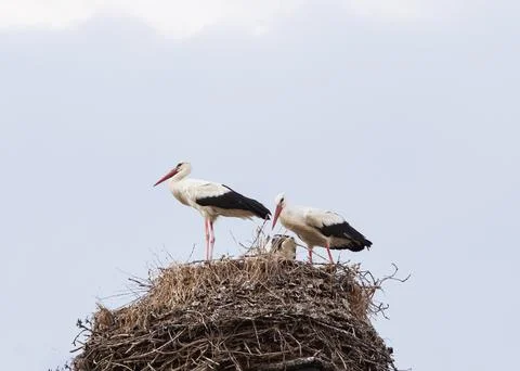 Two storks in a nest with chicks, top view. Stock Photos