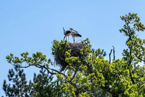 Two storks in a nest with a clear blue sky behind Foto stock