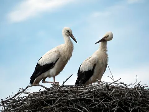 Two storks nest on a cloudy sky background Stockfoto's