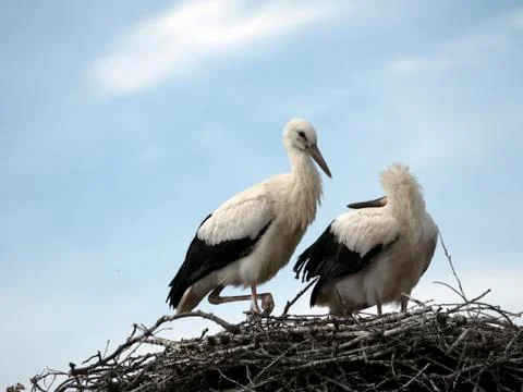 Two storks nest on a cloudy sky background Stockfoto's