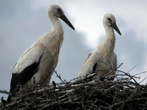 Two storks nest on a cloudy sky background 写真素材